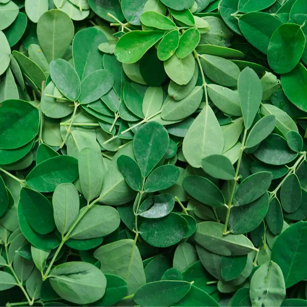 Moringa