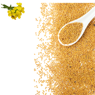 Graines de Moutarde – Saveur & Tradition